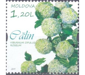 Guelder Rose - Moldova 2019 - 1.20