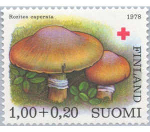 Gypsy mushrooms (Rozites caperata) - Finland 1978 - 1 markka