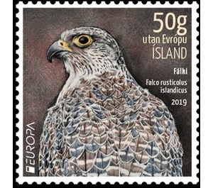 Gyrfalcon (Falco rusticolus) - Iceland 2019