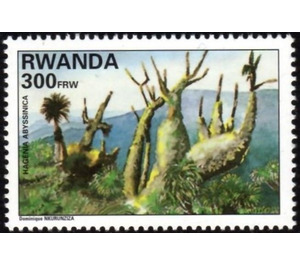 Hagenia abyssinica - East Africa / Rwanda 1995 - 300