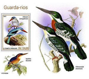 Halcyon senegalensis - Central Africa / Sao Tome and Principe 2021