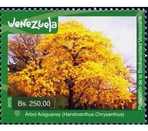 Handroanthus chrysanthus - South America / Venezuela 2016 - 250