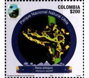 Harlequin Frog (Atelopus sp.) - South America / Colombia 2021