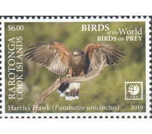 Harris' Hawk - Cook Islands, Rarotonga 2019 - 6