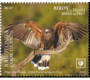Harris' Hawk - Cook Islands, Rarotonga 2019 - 6
