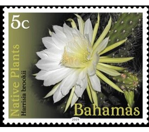 Harrisia brookii - Caribbean / Bahamas 2019 - 5