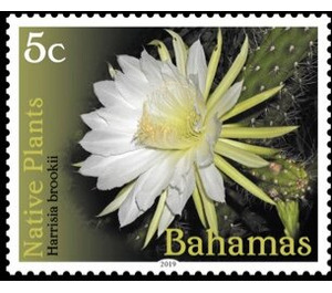 Harrisia brookii - Caribbean / Bahamas 2019 - 5