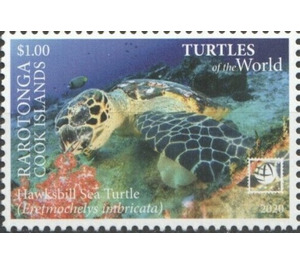 Hawksbill Sea Turtle (Eretmochelys imbricata) - Cook Islands, Rarotonga 2020 - 1