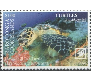 Hawksbill Sea Turtle (Eretmochelys imbricata) - Cook Islands, Rarotonga 2020 - 1