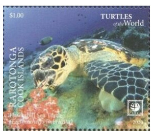 Hawksbill Sea Turtle (Eretmochelys imbricata) - Cook Islands, Rarotonga 2020 - 1