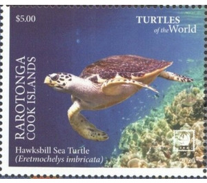 Hawksbill Sea Turtle (Eretmochelys imbricata) - Cook Islands, Rarotonga 2020 - 5