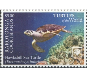 Hawksbill Sea Turtle (Eretmochelys imbricata) - Cook Islands, Rarotonga 2020 - 5