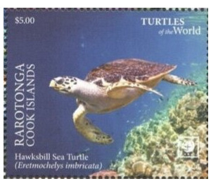 Hawksbill Sea Turtle (Eretmochelys imbricata) - Cook Islands, Rarotonga 2020 - 5