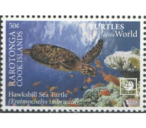 Hawksbill Sea Turtle (Eretmochelys imbricata) - Cook Islands, Rarotonga 2020 - 50