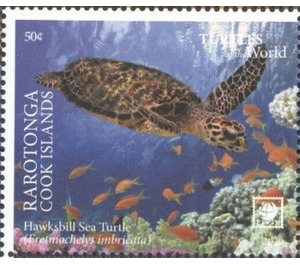 Hawksbill Sea Turtle (Eretmochelys imbricata) - Cook Islands, Rarotonga 2020 - 50