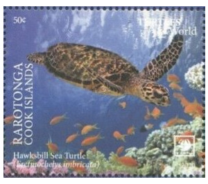 Hawksbill Sea Turtle (Eretmochelys imbricata) - Cook Islands, Rarotonga 2020 - 50