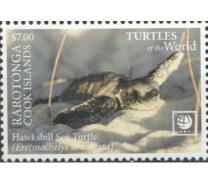Hawksbill Sea Turtle (Eretmochelys imbricata) - Cook Islands, Rarotonga 2020 - 7