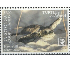 Hawksbill Sea Turtle (Eretmochelys imbricata) - Cook Islands, Rarotonga 2020 - 7