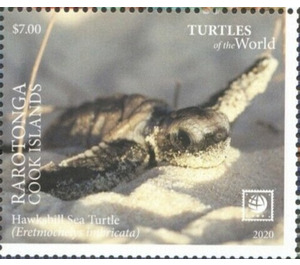 Hawksbill Sea Turtle (Eretmochelys imbricata) - Cook Islands, Rarotonga 2020 - 7