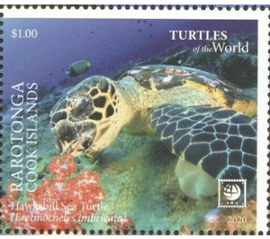 Hawksbill Sea Turtle (Eretmochelys imbricata) - Polynesia / Cook Islands 2020 - 1