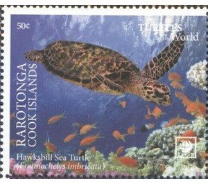 Hawksbill Sea Turtle (Eretmochelys imbricata) - Polynesia / Cook Islands 2020 - 50