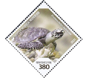 Hawksbill Sea Turtle (Eretmochelys imbricata) - South Korea 2021 - 380