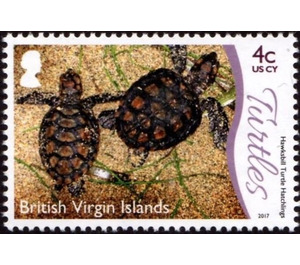 Hawksbill Turtle Hatchlings - Caribbean / British Virgin Islands 2017 - 4