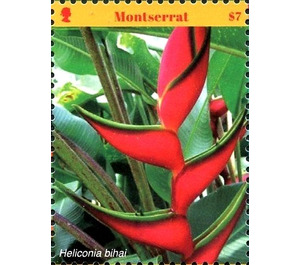 Heliconia bihai - Caribbean / Montserrat 2017 - 7