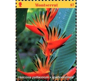 Heliconia psittacorum x spathocircinata - Caribbean / Montserrat 2017 - 7