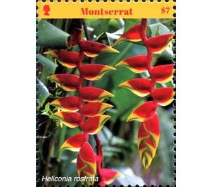 Heliconia rostrata - Caribbean / Montserrat 2017 - 7