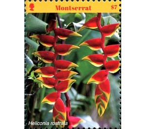 Heliconia rostrata - Caribbean / Montserrat 2017 - 7
