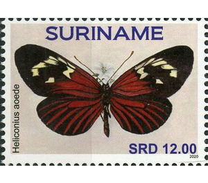 Heliconius aoede - South America / Suriname 2020 - 12