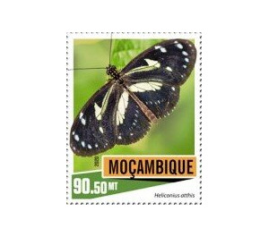 Heliconius atthis - East Africa / Mozambique 2020 - 90.50