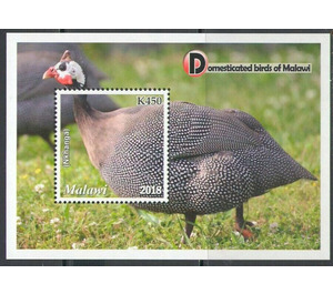 Helmeted Guineafowl (Numida meleagris) (Nkhanga) - East Africa / Malawi 2019