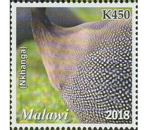 Helmeted Guineafowl (Numida meleagris) (Nkhanga) - East Africa / Malawi 2019 - 450