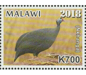 Helmeted Guineafowl (Numida meleagris) (Nkhanga) - East Africa / Malawi 2019 - 700