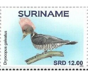 Helmeted woodpecker (Celeus galeatus) - South America / Suriname 2021