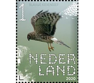 Hen Harrier (Circus cyaneus) - Netherlands 2020 - 1