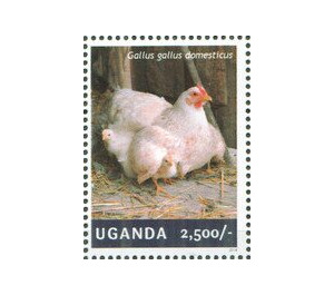Hen with Chicken (Gallus gallus domesticus) - East Africa / Uganda 2014