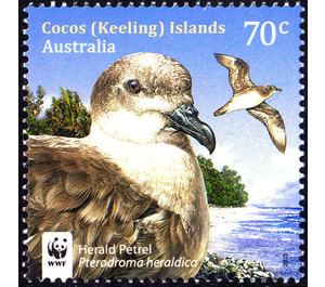 Herald Petrel (Pterodroma heraldica) - Cocos (Keeling) Islands 2015 - 70