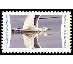 Herring Gull - France 2020