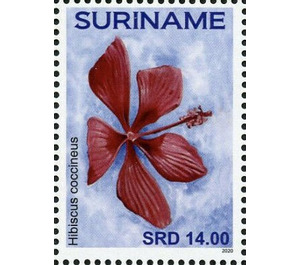 Hibiscus coccineus - South America / Suriname 2020 - 14