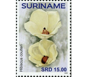 Hibiscus coulteri - South America / Suriname 2020 - 15