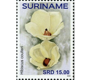 Hibiscus coulteri - South America / Suriname 2020 - 15