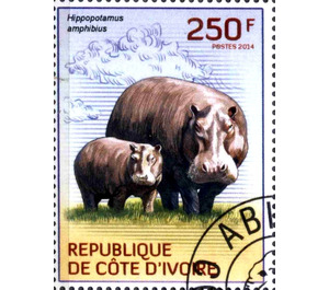 Hippopotamus (Hippopotamus amphibius) - West Africa / Ivory Coast 2014 - 250