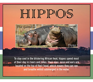 Hippopotamus - West Africa / Gambia 2021