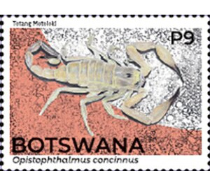 Hissing Scorpion (Opistophthalmus concinnus) - South Africa / Botswana 2021 - 9