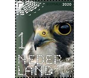 Hobby (Falco subbuteo) - Netherlands 2020 - 1