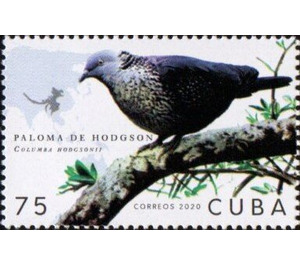 Hodgson's Pigeon - Caribbean / Cuba 2020