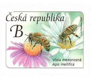 Honey Bee (Apis mellifica) - Czech Republic (Czechia) 2020